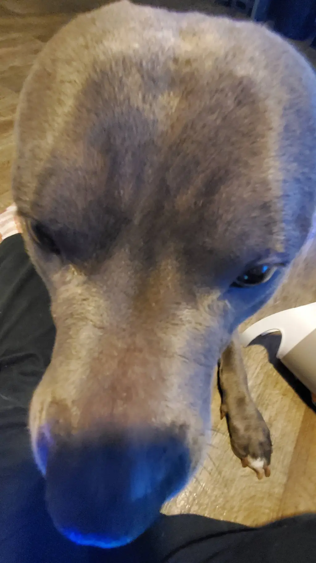 ai character: Titan(my irl dog)  background
