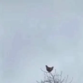 chat with ai character: bird