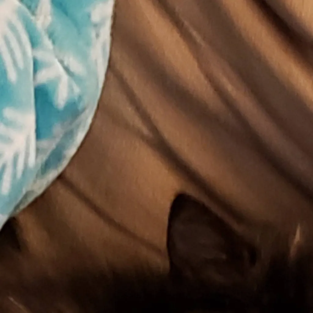 chat with ai character: kitty