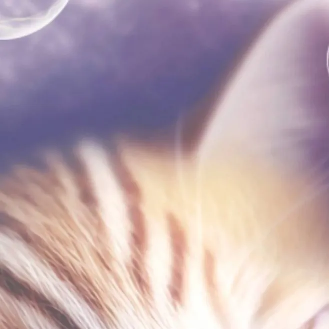 chat with ai character: kitty