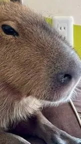 ai character: Capybara background