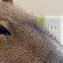 chat with ai character: Capybara