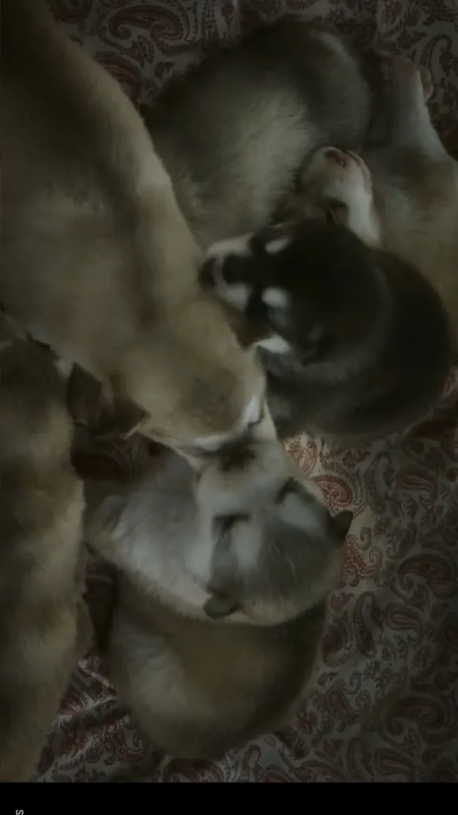 ai character: Dogman pups background