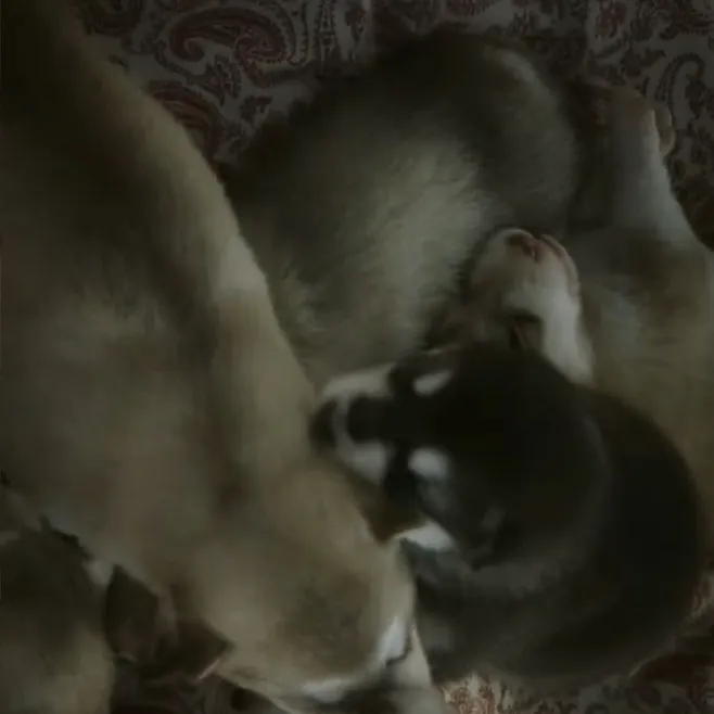 chat with ai character: Dogman pups