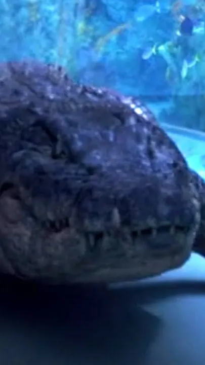 ai character: Infected Croc background