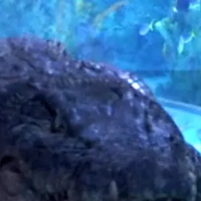 chat with ai character: Infected Croc