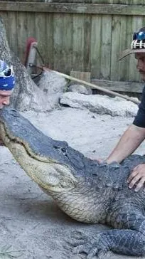 ai character: Gator Boys background