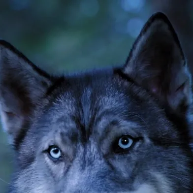 chat with ai character: WOLF (pup academy)