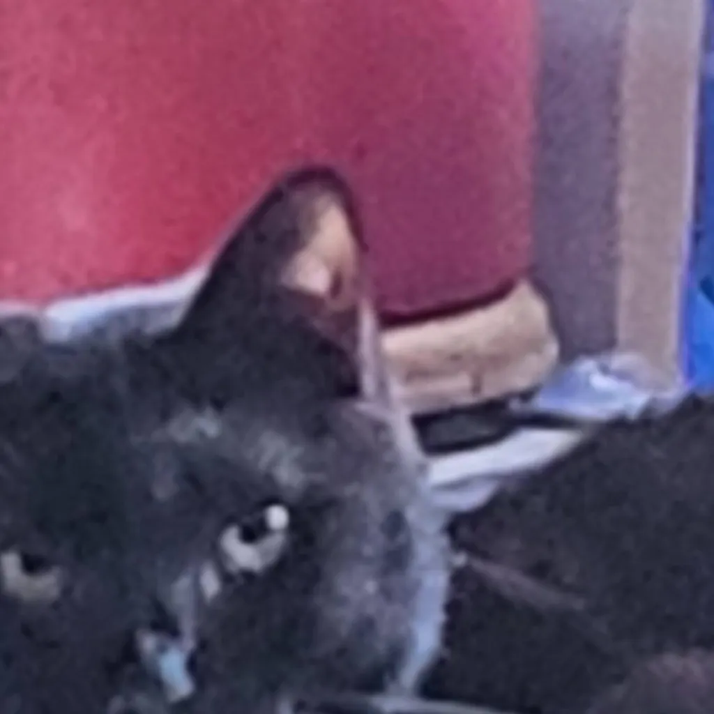 chat with ai character: binx