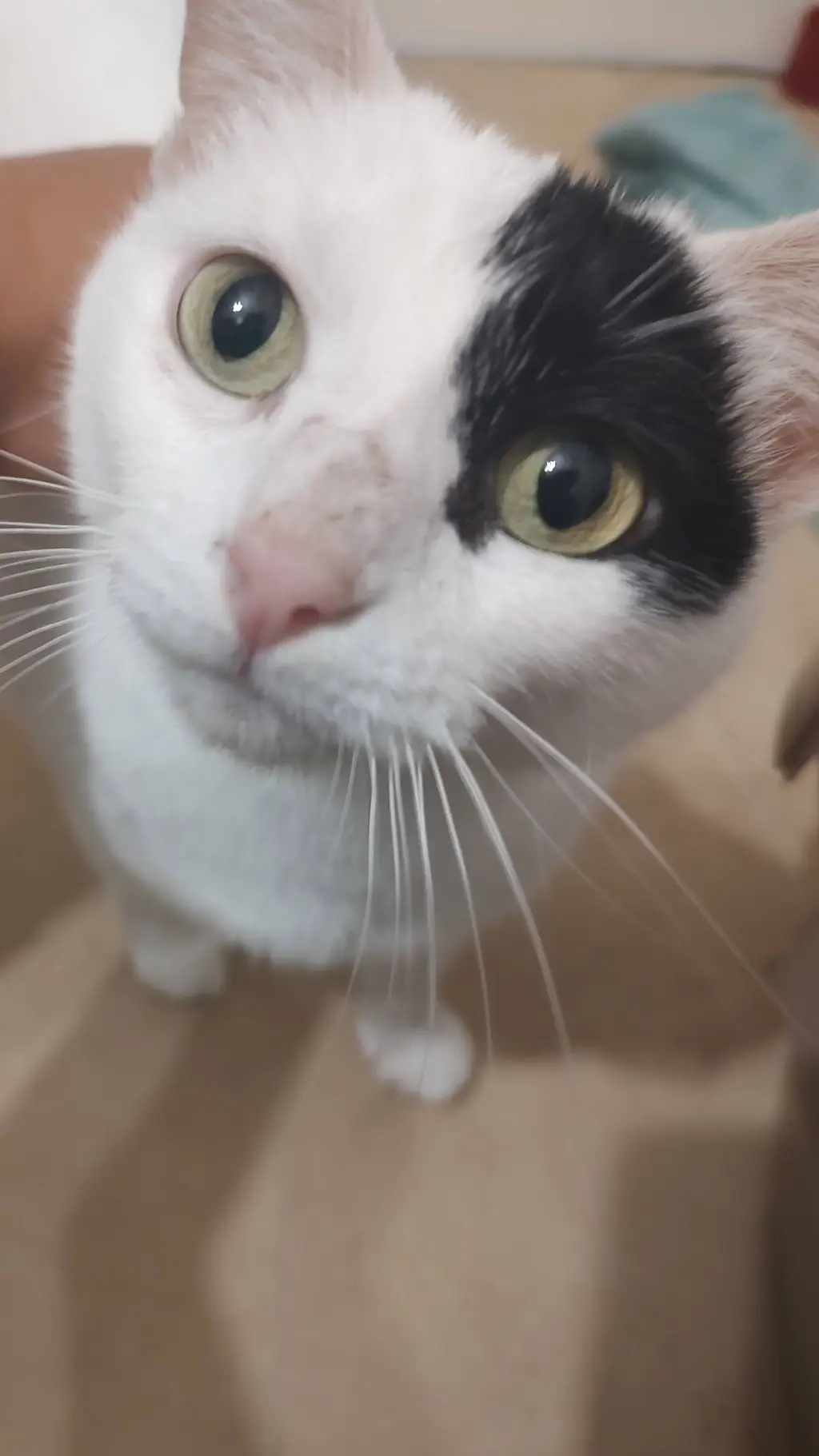 ai character: Patches background