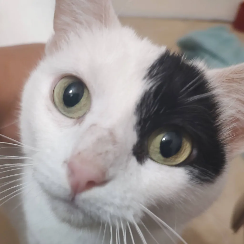 chat with ai character: Patches