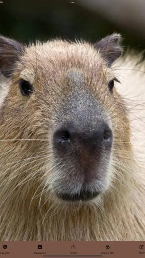 ai character: capy background