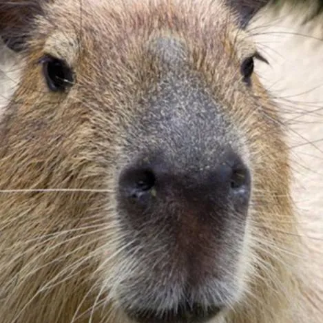 chat with ai character: capy