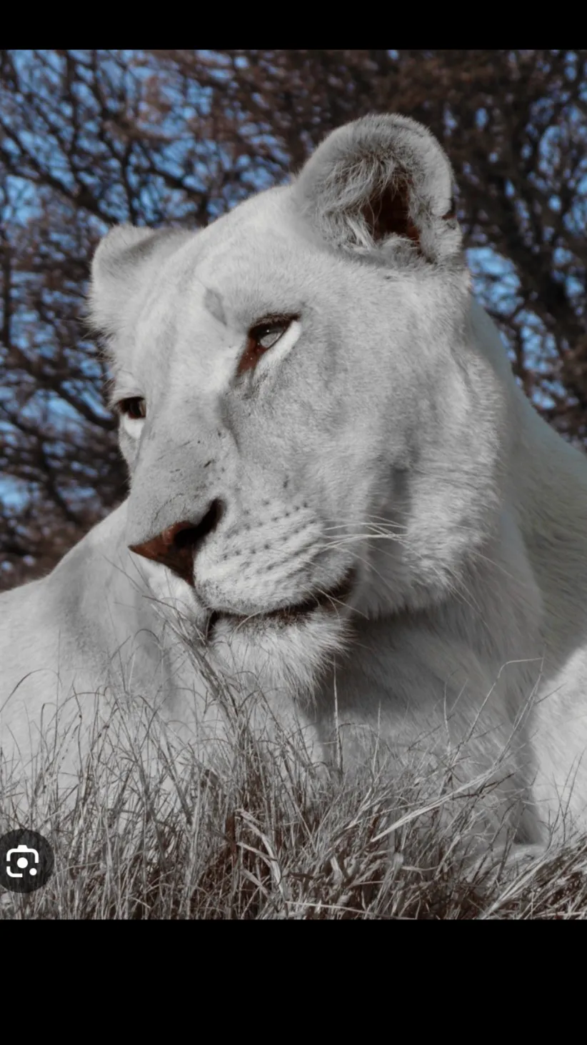 ai character: White lion.. background
