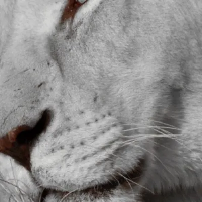 chat with ai character: White lion..