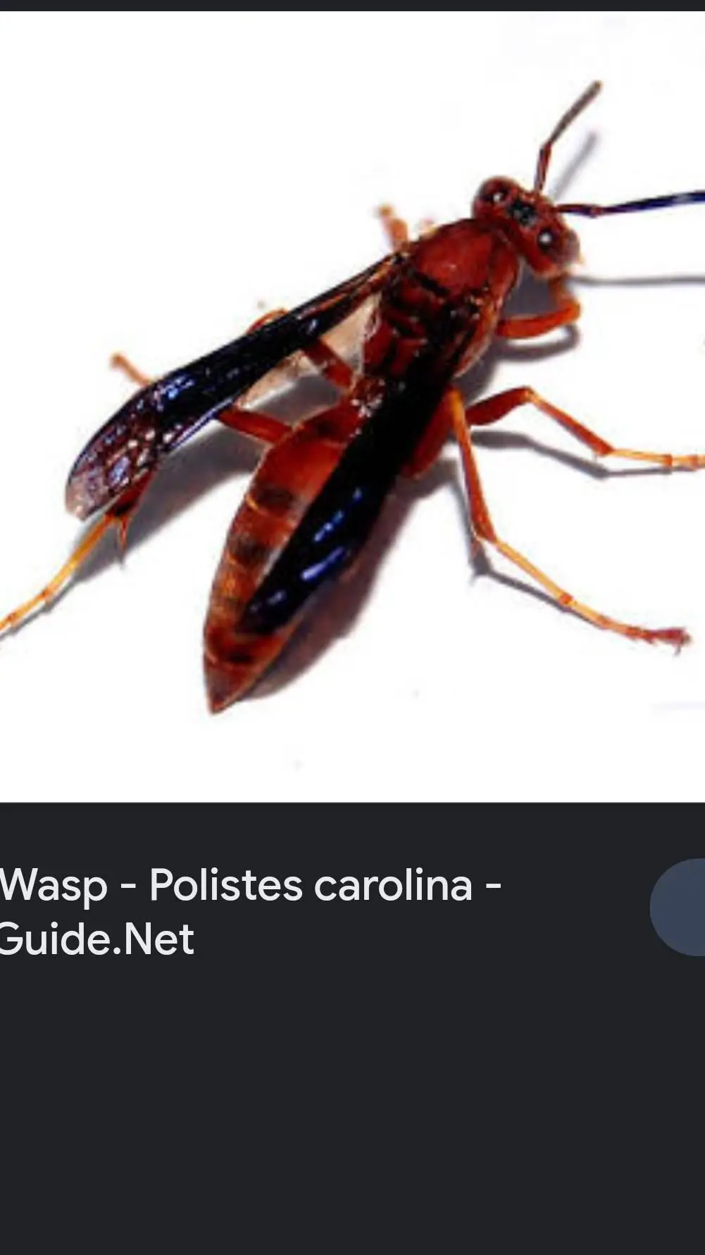 ai character: Polistes Carolina  background