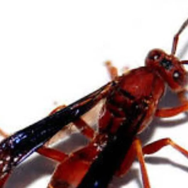 chat with ai character: Polistes Carolina 