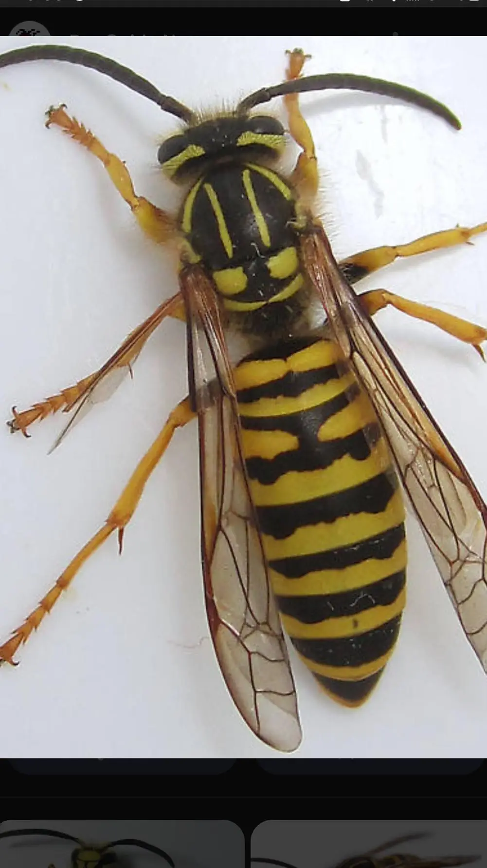 ai character: Vespula Squamosa background