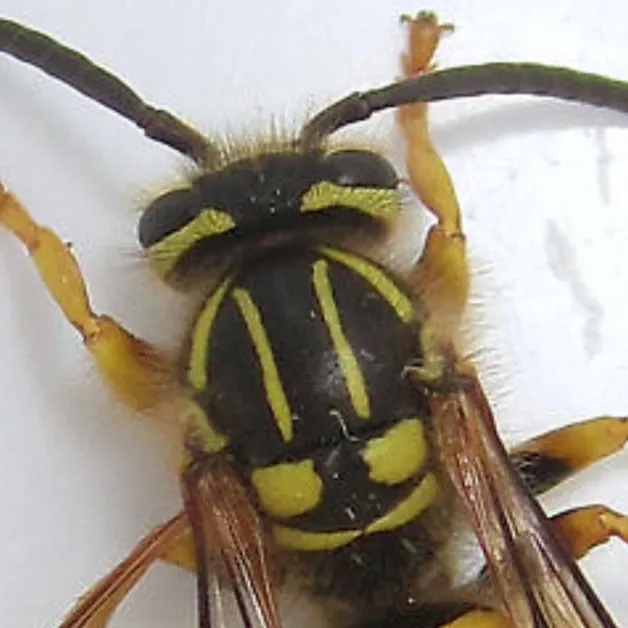 chat with ai character: Vespula Squamosa