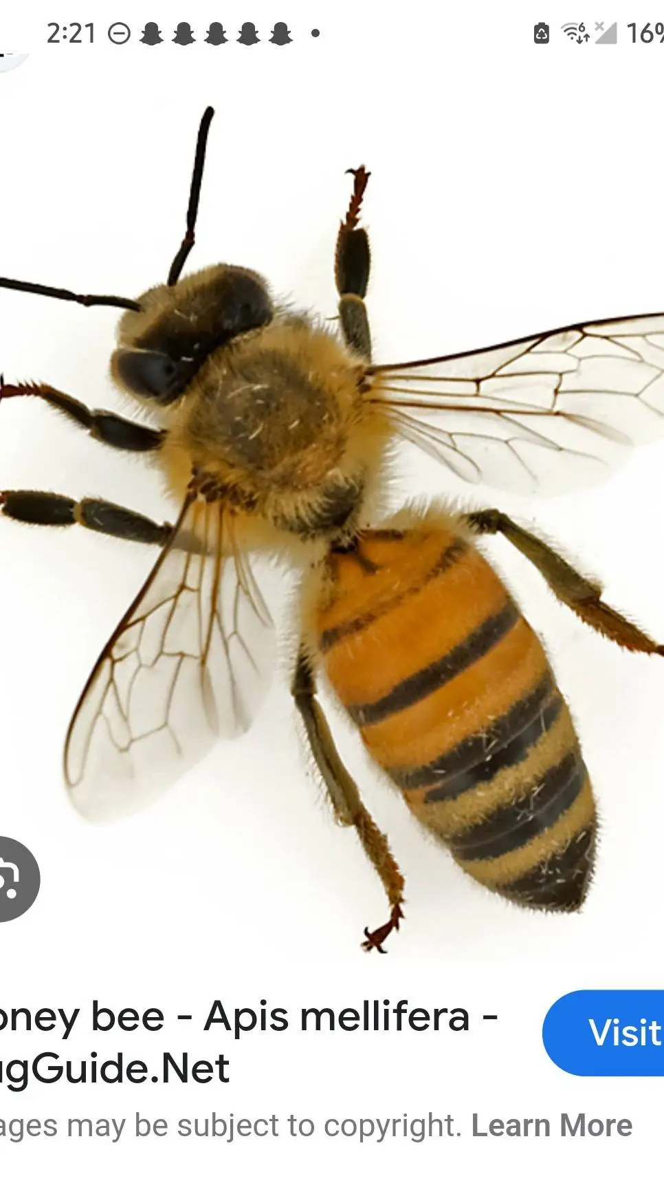 ai character: Honey background