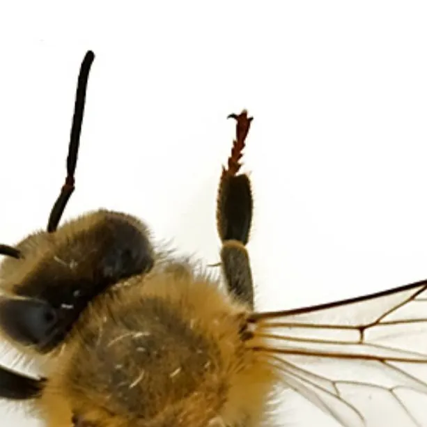 chat with ai character: Honey