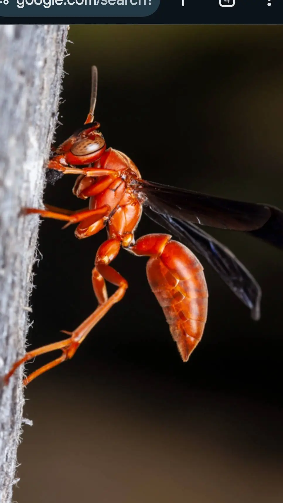 ai character: Mahogany Wasp background