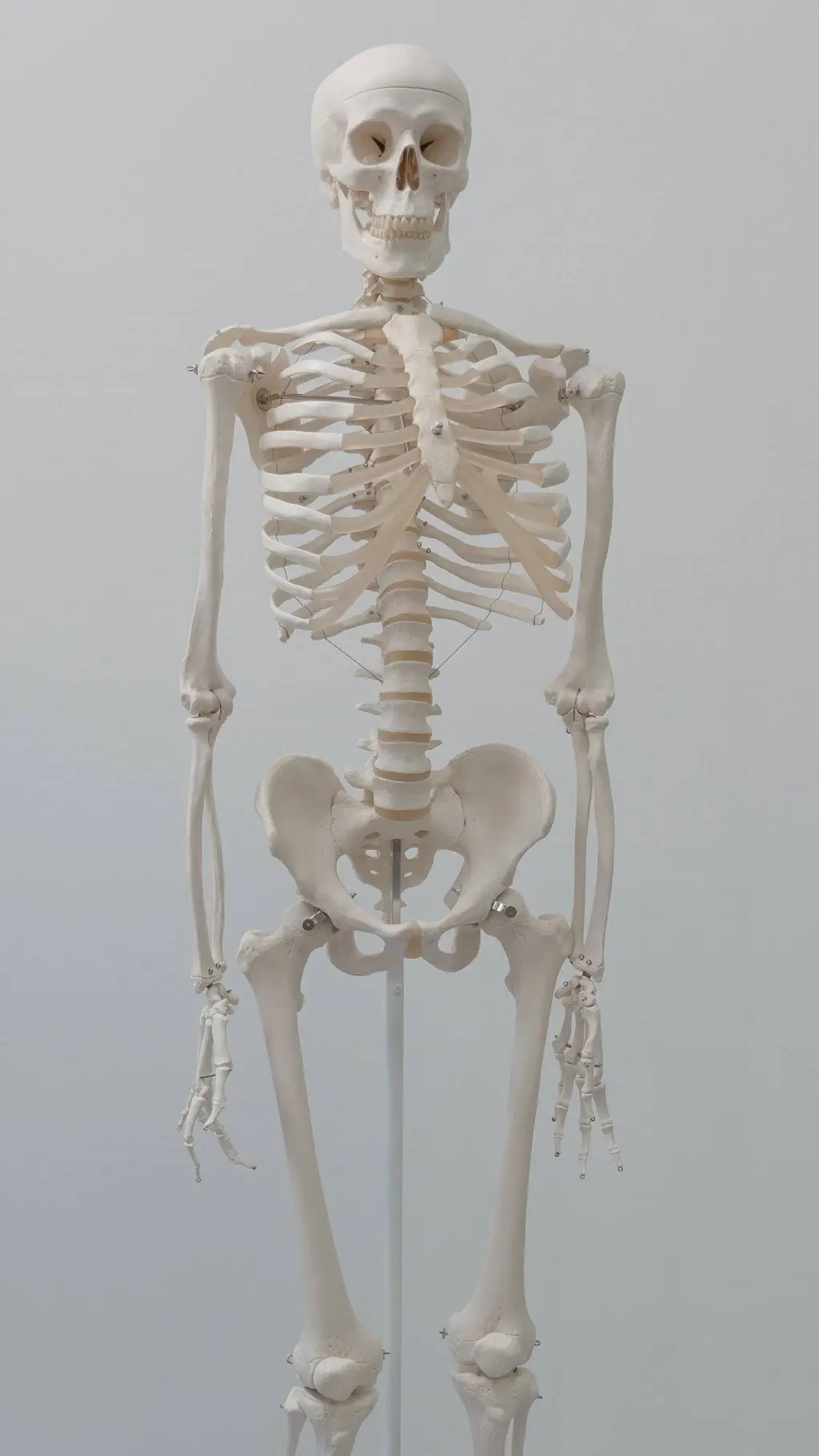 ai character: Skeleton background