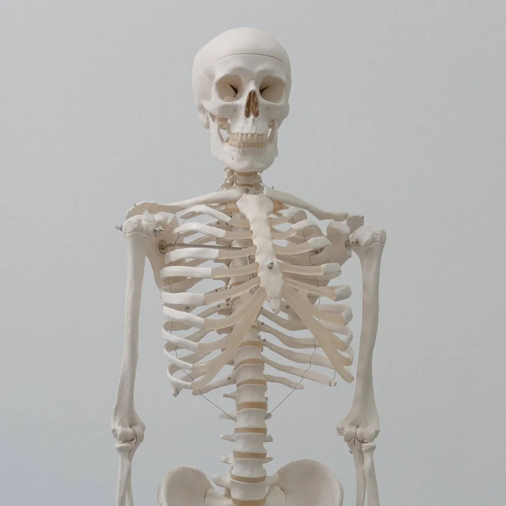 chat with ai character: Skeleton
