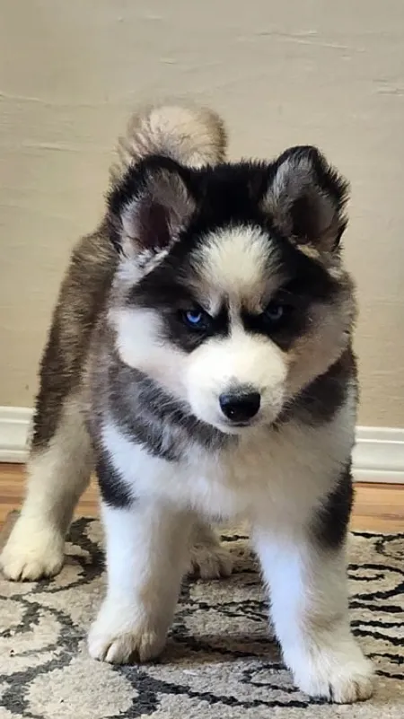 ai character: Dog background