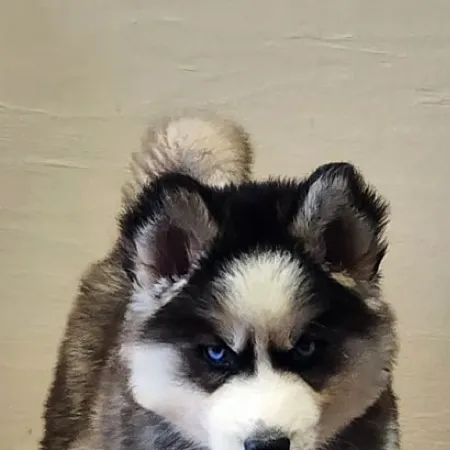 chat with ai character: Dog
