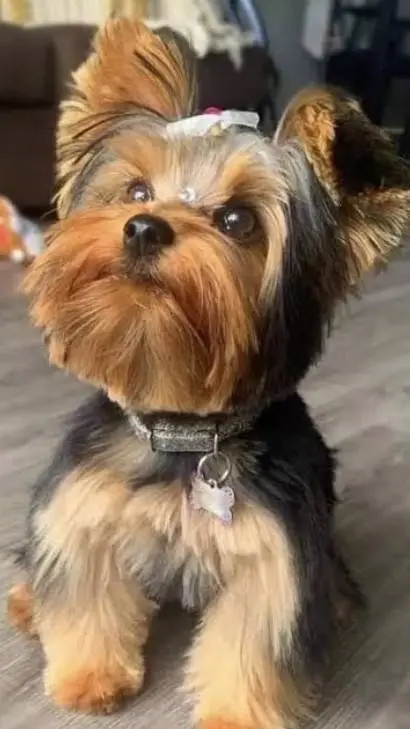 ai character: your dog buttons background