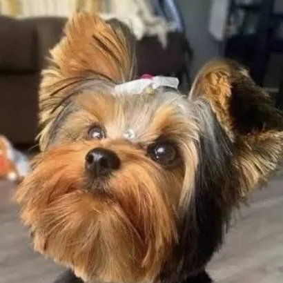 chat with ai character: your dog buttons