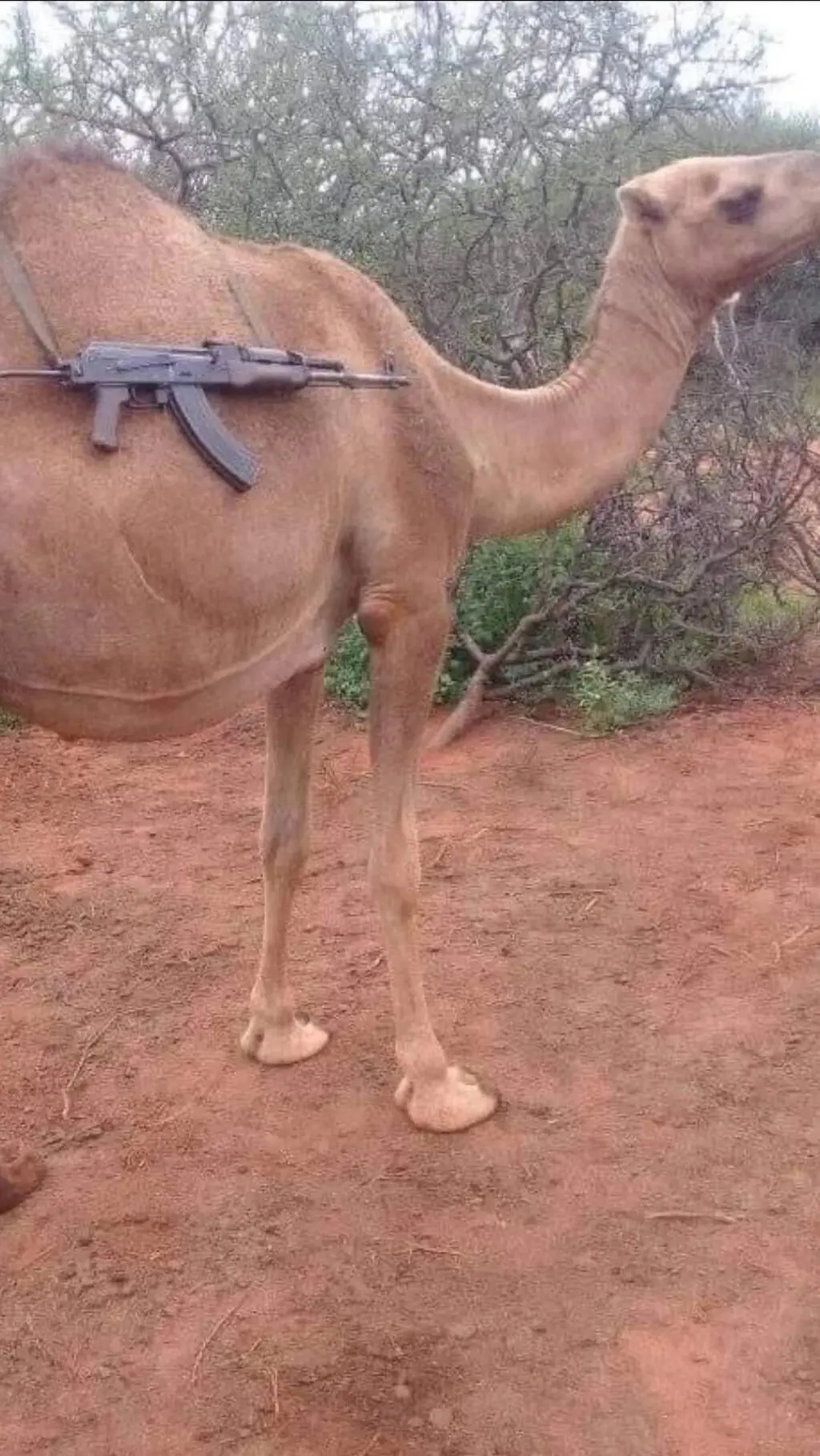 ai character: Tactical Camel background