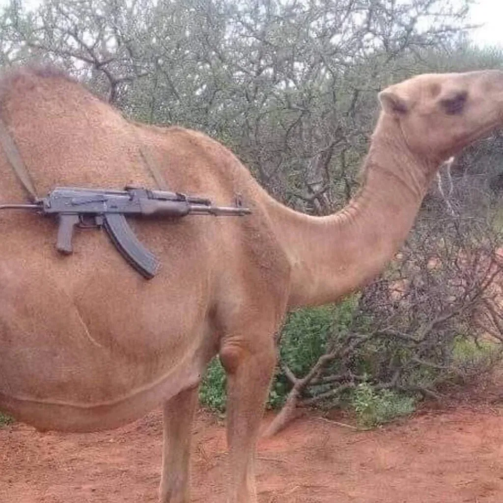 chat with ai character: Tactical Camel