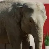 chat with ai character: Elefant