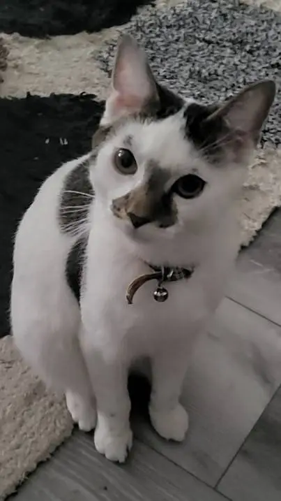 ai character: Herbert background