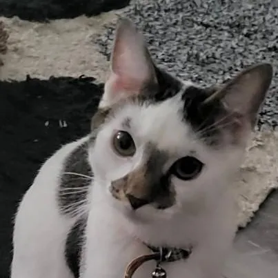 chat with ai character: Herbert