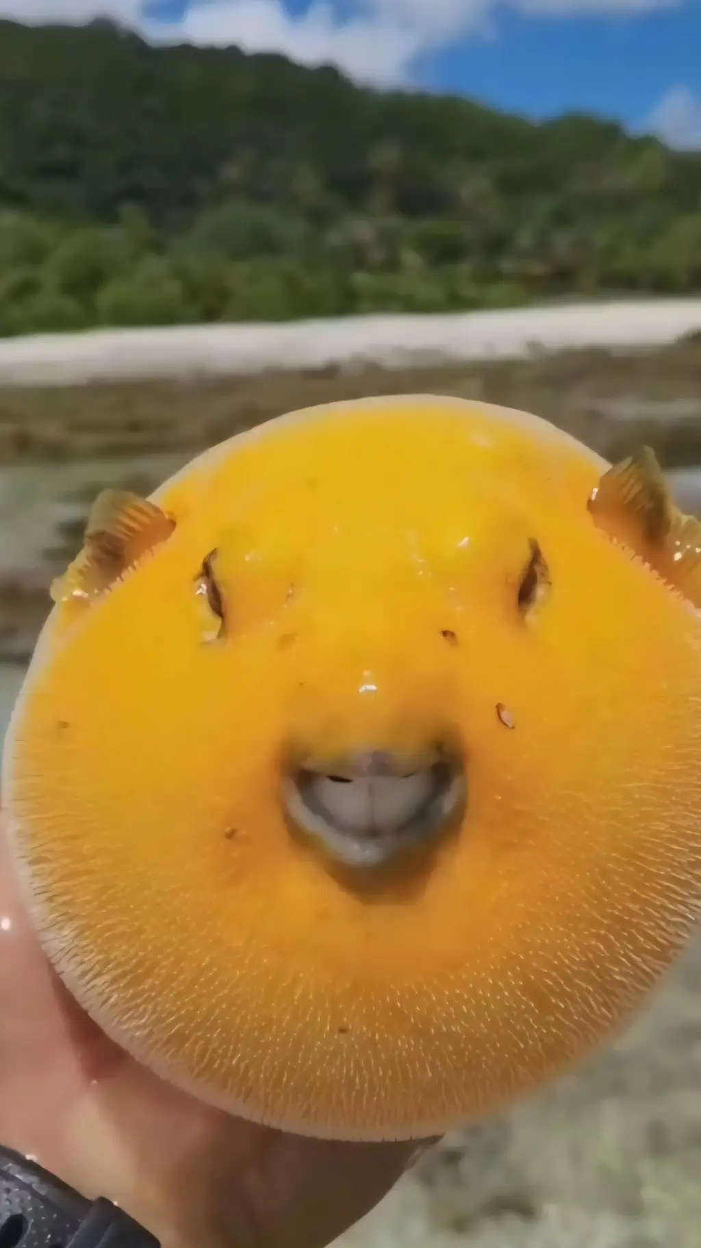 ai character: pufferfish background