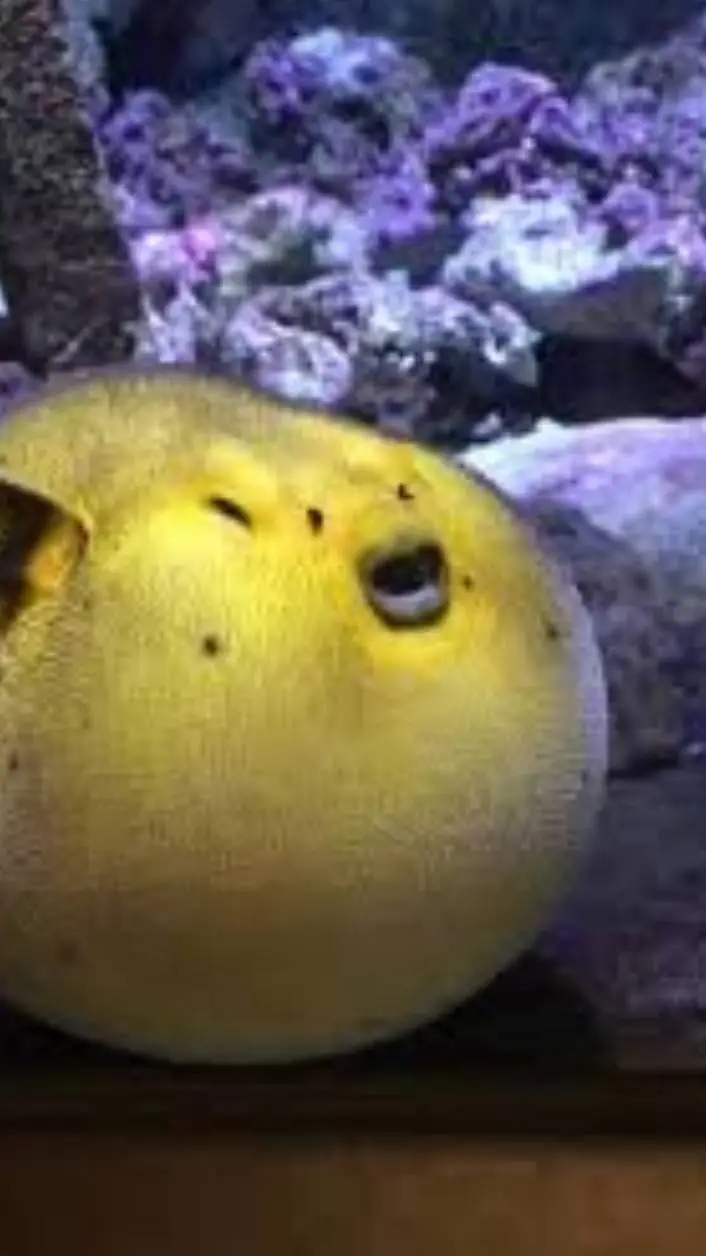 ai character: Pufferfish background