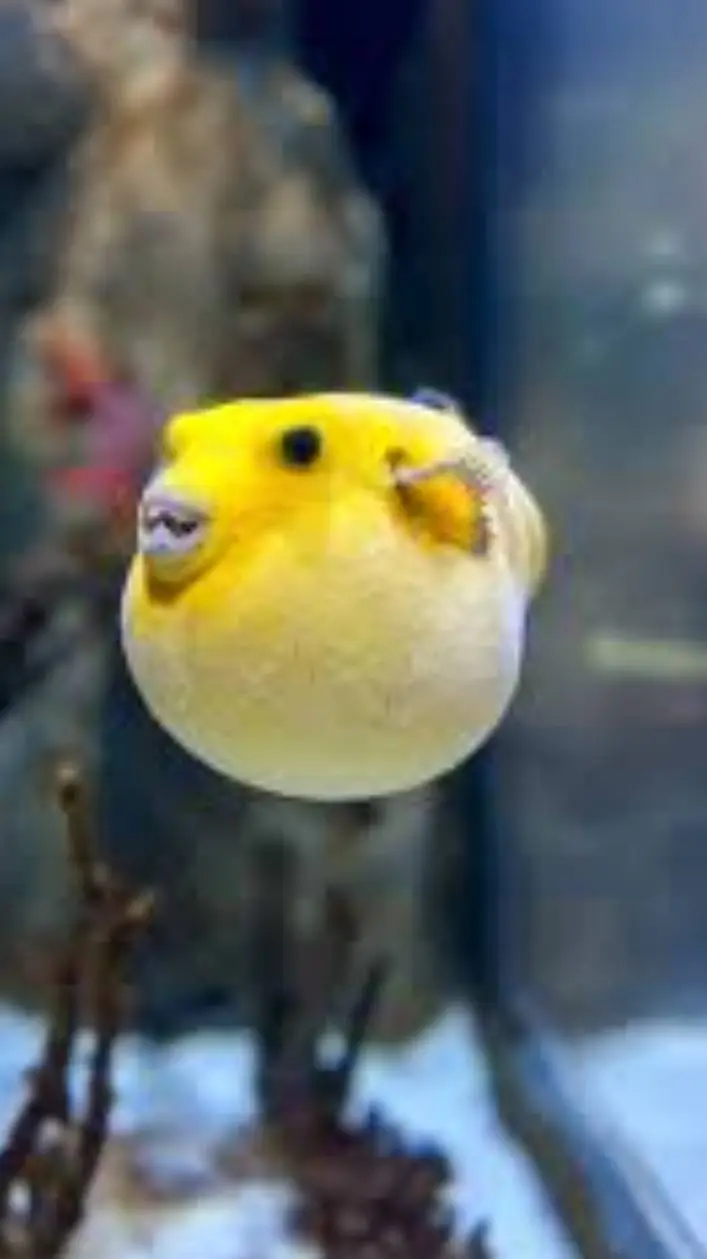 ai character: Pufferfish background