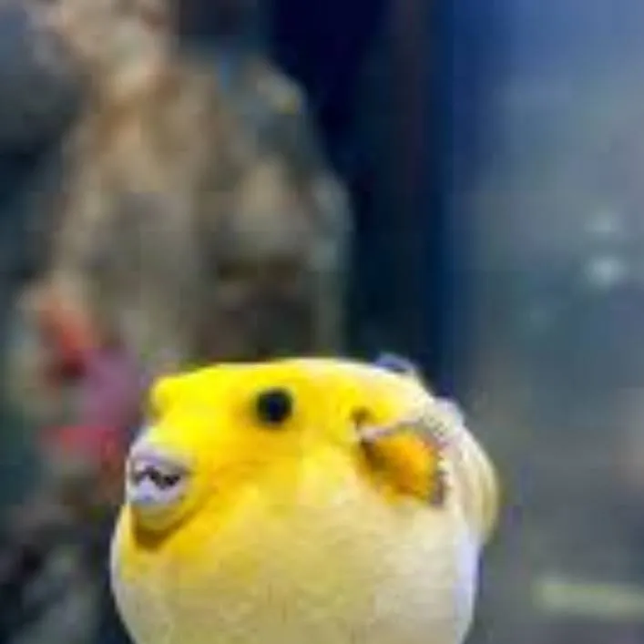 chat with ai character: Pufferfish