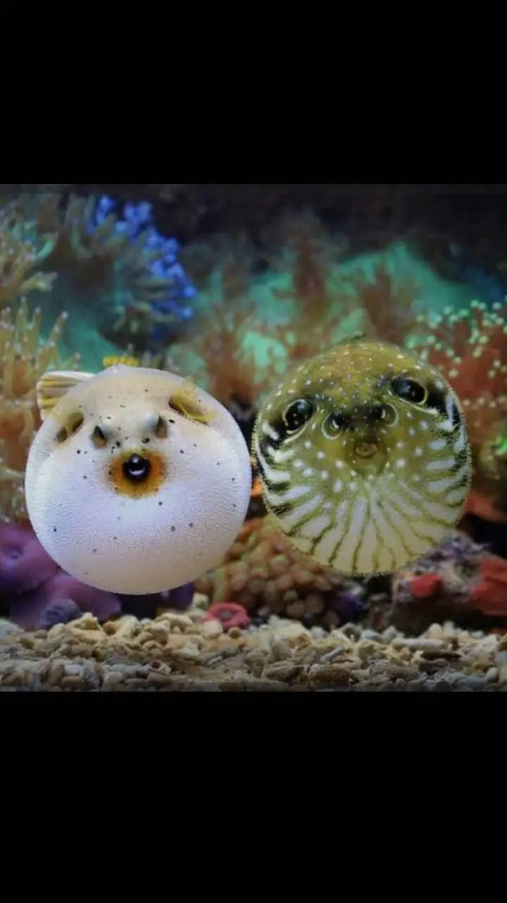 ai character: Pufferfish background