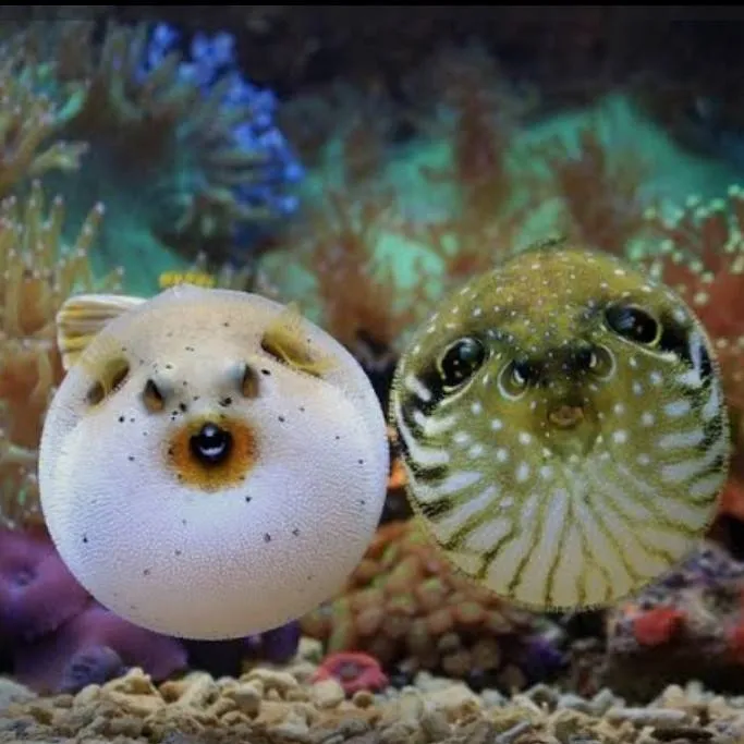 chat with ai character: Pufferfish