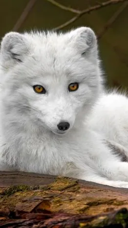 ai character: Crystal background