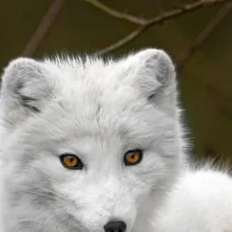 chat with ai character: Crystal