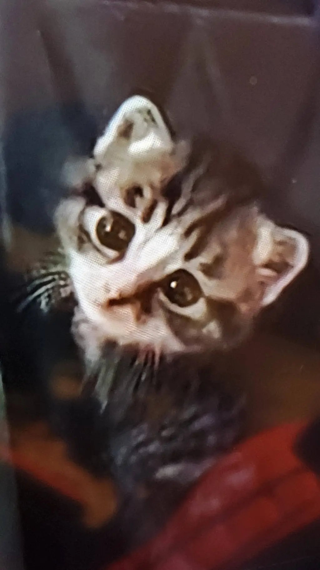 ai character: kitten in a croc background
