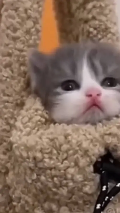 ai character: kitten background