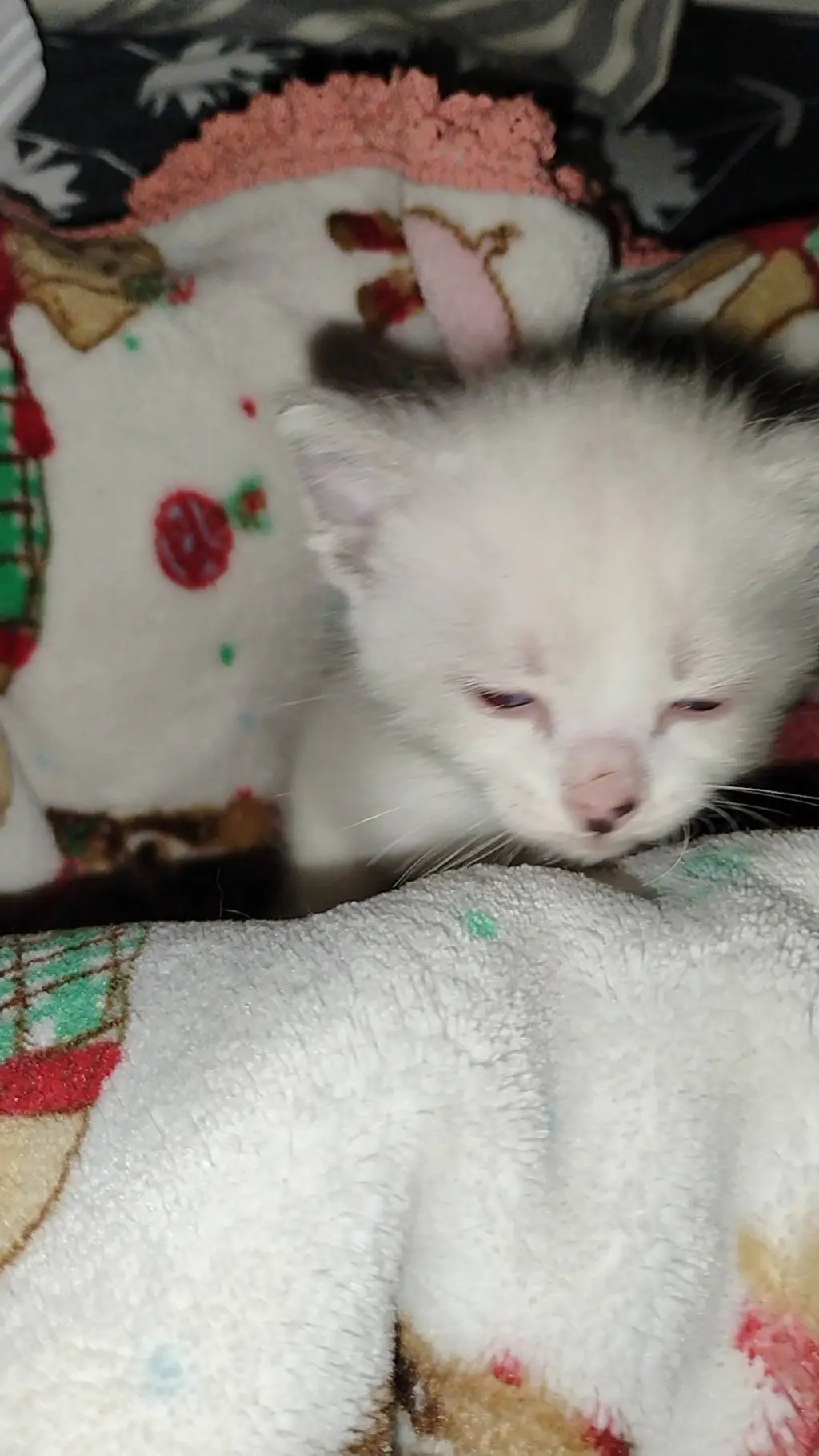 Talkie AI - Chat with Kurapika