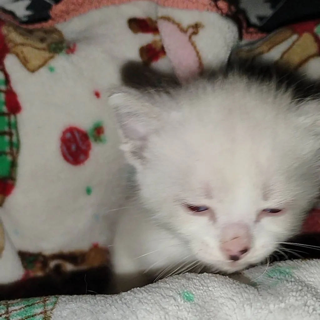 chat with ai character: Kurapika