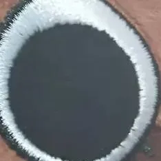 chat with ai character: Eliana